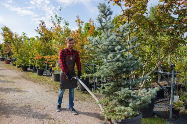  Rancho Santa Fe, CA Tree Service Pros